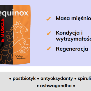equinox sport i muscle 2