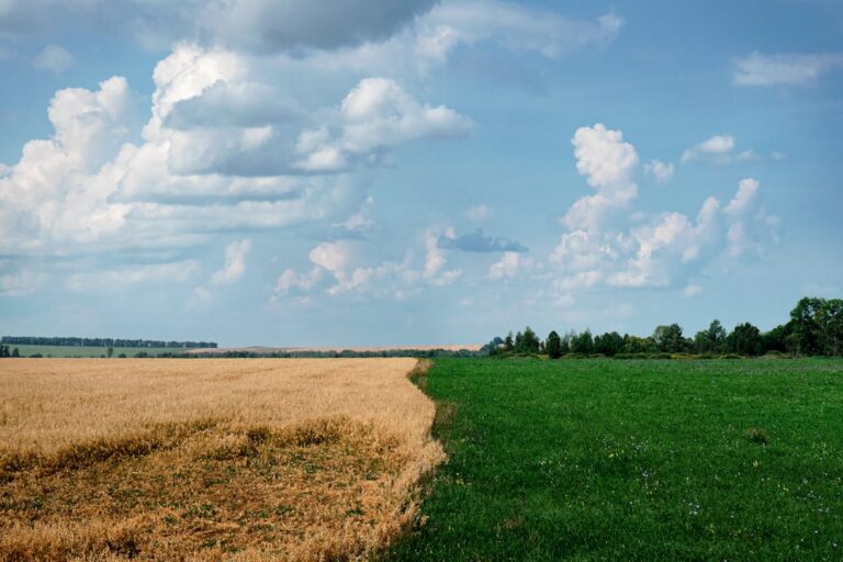 Ściółka Bez Pyłu: Dlaczego EcoBedding Jest Najlepszym Wyborem